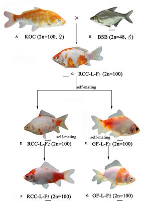 The Hybrid Genome of a New Goldfish-Like Fish Lineage Provides Insights Into the Origin of the Goldfish